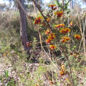 Dillwynia phylicoides at Belconnen, ACT - 9 Sep 2023