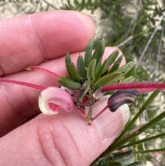 Grevillea baueri (Bauer’s Grevillea) at Moollattoo, NSW - 12 Sep 2023 by lbradley