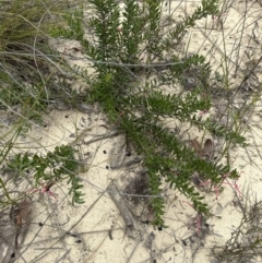 Grevillea baueri at Moollattoo, NSW - 12 Sep 2023 10:58 AM