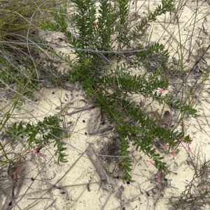 Grevillea baueri at Moollattoo, NSW - 12 Sep 2023 10:58 AM