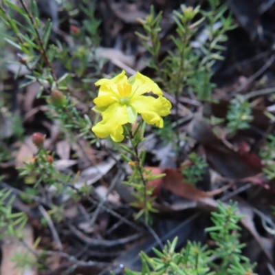 Hibbertia calycina (Lesser Guinea-flower) at Belconnen, ACT - 9 Sep 2023 by MatthewFrawley