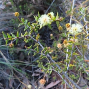 Acacia gunnii at Belconnen, ACT - 9 Sep 2023 10:44 AM