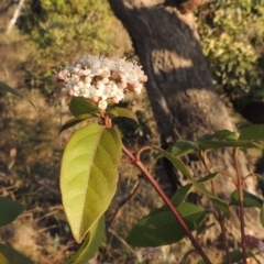 Viburnum tinus (Laurustinus) at Conder, ACT - 10 Sep 2023 by MichaelBedingfield