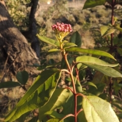 Viburnum tinus at Conder, ACT - 10 Sep 2023 05:37 PM