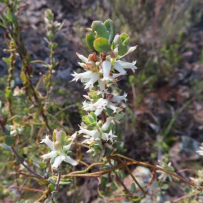 Brachyloma daphnoides (Daphne Heath) at Belconnen, ACT - 9 Sep 2023 by MatthewFrawley