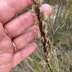 Prasophyllum elatum (Tall Leek Orchid) at Moollattoo, NSW - 12 Sep 2023 by lbradley