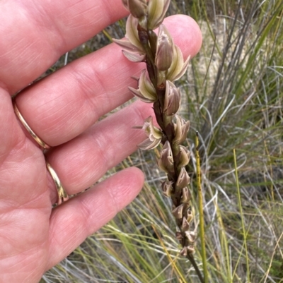 Prasophyllum elatum (Tall Leek Orchid) at Moollattoo, NSW - 12 Sep 2023 by lbradleyKV