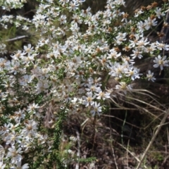 Olearia microphylla (Olearia) at Belconnen, ACT - 9 Sep 2023 by MatthewFrawley