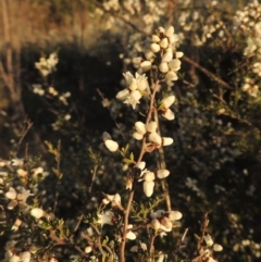 Cryptandra amara at Conder, ACT - 10 Sep 2023