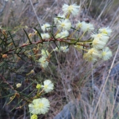 Acacia genistifolia (Early Wattle) at Belconnen, ACT - 9 Sep 2023 by MatthewFrawley