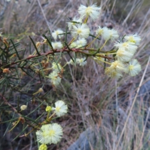 Acacia genistifolia at Belconnen, ACT - 9 Sep 2023