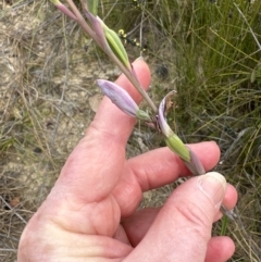 Thelymitra ixioides (Dotted Sun Orchid) at Moollattoo, NSW - 12 Sep 2023 by lbradleyKV