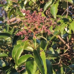 Ligustrum lucidum (Large-leaved Privet) at Conder, ACT - 10 Sep 2023 by MichaelBedingfield