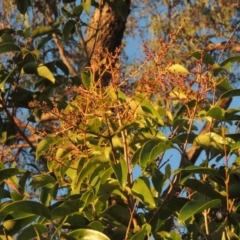 Ligustrum lucidum at Conder, ACT - 10 Sep 2023