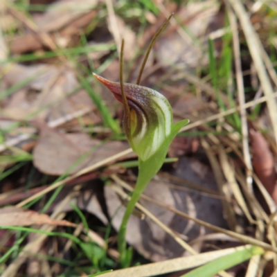 Pterostylis pedunculata (Maroonhood) at Aranda, ACT - 9 Sep 2023 by MatthewFrawley