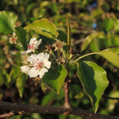 Pyrus sp. (An Ornamental Pear) at Conder, ACT - 10 Sep 2023 by MichaelBedingfield