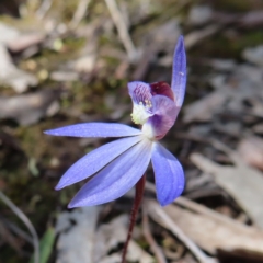 Cyanicula caerulea (Blue Fingers, Blue Fairies) at Belconnen, ACT - 9 Sep 2023 by MatthewFrawley