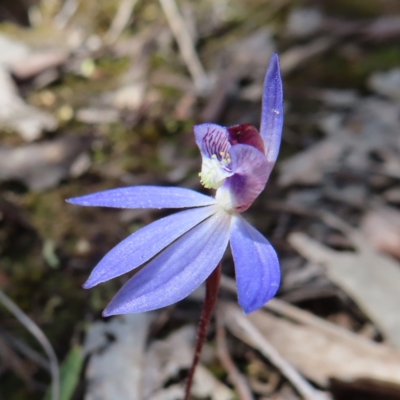 Cyanicula caerulea (Blue Fingers, Blue Fairies) at Belconnen, ACT - 9 Sep 2023 by MatthewFrawley