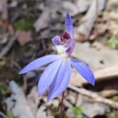 Cyanicula caerulea at Belconnen, ACT - 9 Sep 2023