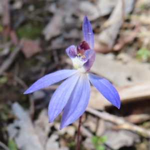 Cyanicula caerulea at Belconnen, ACT - 9 Sep 2023