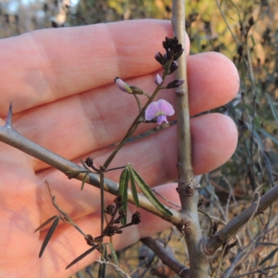 Glycine clandestina (Twining Glycine) at Conder, ACT - 10 Sep 2023 by michaelb