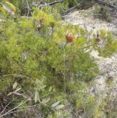 Banksia spinulosa (Hairpin Banksia) at Moollattoo, NSW - 12 Sep 2023 by lbradley