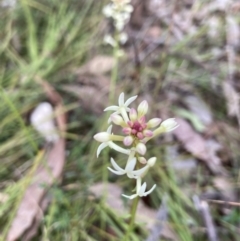 Stackhousia monogyna (Creamy Candles) at Belconnen, ACT - 11 Sep 2023 by Jenny54