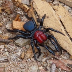 Missulena occatoria (Red-headed Mouse Spider) at Aranda Bushland - 9 Sep 2023 by MatthewFrawley