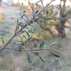 Bursaria spinosa (Native Blackthorn, Sweet Bursaria) at Conder, ACT - 10 Sep 2023 by MichaelBedingfield