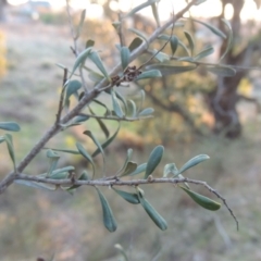 Bursaria spinosa (Native Blackthorn, Sweet Bursaria) at Conder, ACT - 10 Sep 2023 by michaelb