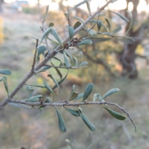 Bursaria spinosa at Conder, ACT - 10 Sep 2023