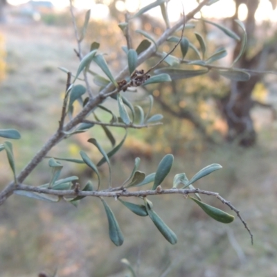 Bursaria spinosa (Native Blackthorn, Sweet Bursaria) at Conder, ACT - 10 Sep 2023 by MichaelBedingfield