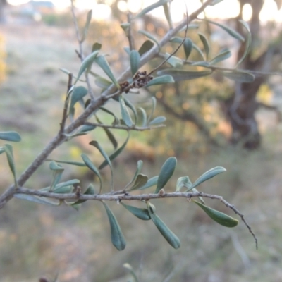 Bursaria spinosa (Native Blackthorn, Sweet Bursaria) at Tuggeranong Hill - 10 Sep 2023 by michaelb