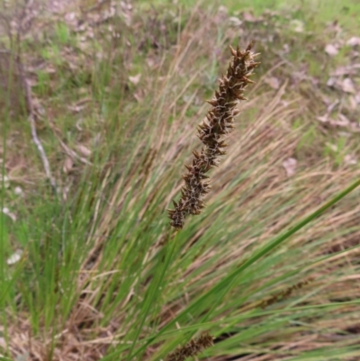 Carex appressa (Tall Sedge) at Belconnen, ACT - 9 Sep 2023 by MatthewFrawley