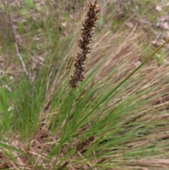 Carex appressa at Belconnen, ACT - 9 Sep 2023 12:27 PM