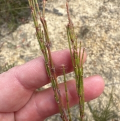 Allocasuarina littoralis at Moollattoo, NSW - 12 Sep 2023 by lbradley