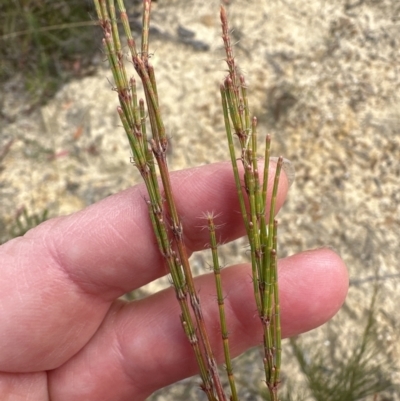 Allocasuarina littoralis at Moollattoo, NSW - 12 Sep 2023 by lbradley