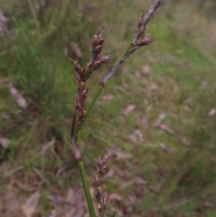 Lepidosperma laterale (Variable Sword Sedge) at Belconnen, ACT - 9 Sep 2023 by MatthewFrawley