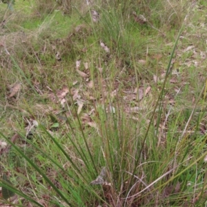 Lepidosperma laterale at Belconnen, ACT - 9 Sep 2023 12:29 PM