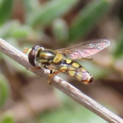 Simosyrphus grandicornis (Common hover fly) at Aranda Bushland - 9 Sep 2023 by MatthewFrawley