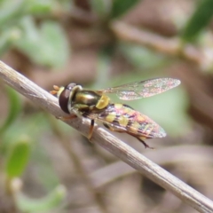 Simosyrphus grandicornis at Belconnen, ACT - 9 Sep 2023