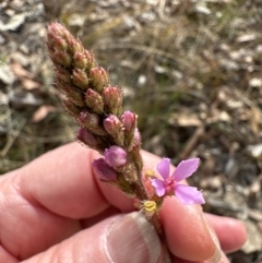 Stylidium graminifolium (Grass Triggerplant) at Moollattoo, NSW - 12 Sep 2023 by lbradleyKV