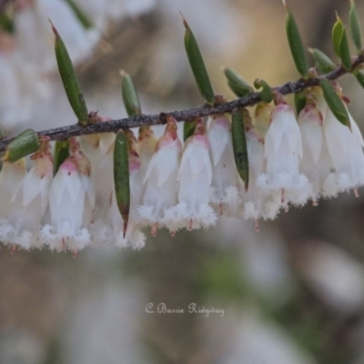 Leucopogon fletcheri subsp. brevisepalus (Twin Flower Beard-Heath) at Coree, ACT - 10 Sep 2023 by BarrieR