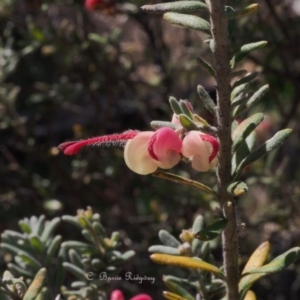 Grevillea lanigera at Coree, ACT - 10 Sep 2023