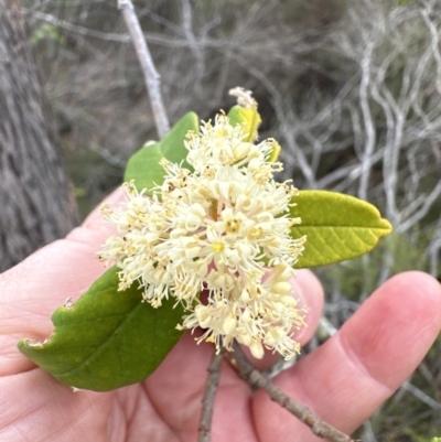 Pomaderris sp. at Moollattoo, NSW - 12 Sep 2023 by lbradleyKV