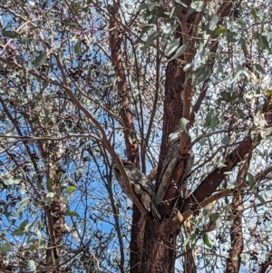 Podargus strigoides at Stromlo, ACT - 12 Sep 2023