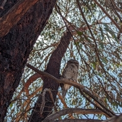 Podargus strigoides at Stromlo, ACT - 12 Sep 2023