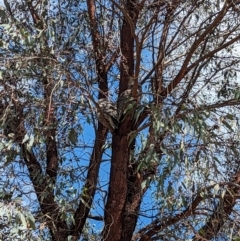 Podargus strigoides at Stromlo, ACT - 12 Sep 2023