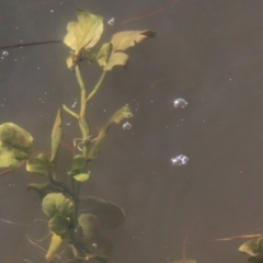 Rorippa nasturtium-aquaticum (Watercress) at Dry Plain, NSW - 19 May 2023 by AndyRoo