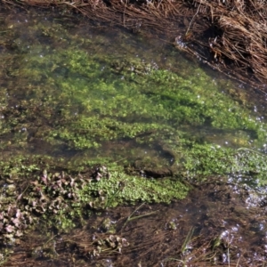 Callitriche stagnalis at Dry Plain, NSW - 19 May 2023